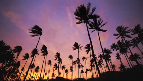 Palm-trees-silhouetted-against-dramatic-sky-blow-in-post-cyclone-wind