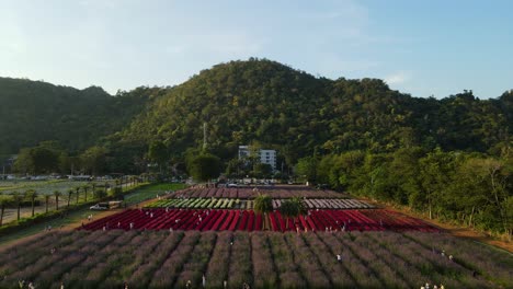 Luftaufnahmen-In-Richtung-Der-Erhöhten-Plattform,-Auf-Der-Menschen-Stehen,-Um-Fotos-Mit-Den-Blumen-Im-Hokkaido-Blumenpark-Khaoyai-In-Pak-Chong,-Thailand,-Zu-Machen