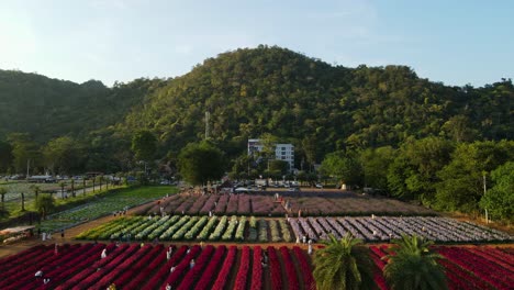 Reverse-aerial-footage-revealing-this-mountain-and-the-Hokkaido-Flower-Park-with-some-people-walking-around,-two-palm-trees-and-a-gorgeous-scenery-in-Khao-Yai,-Pak-Chong,-Thailand