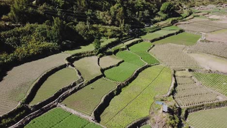 Descending-wide-over-farmer-tilling-the-soil-in-a-green-vegetable-garden-paddy-wearing-straw-hat-holding-rake-spade-in-mountainous-valley-in-Kabayan-Benguet-Philippines