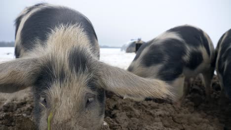 Cute-Hairy-Swine-digging-in-mud-for-food-during-cold-winter-day-on-farm,close-up