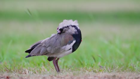 Pantanal-natural-landscape-shot-of-a-wild-southern-lapwing-bird,-vanellus-chilensis-continuously-busy-preening-and-cleaning-its-feathers-all-over-its-body-while-standing-still-on-the-grassy-ground