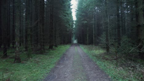 Walking-Down-a-Dark-and-Depressing-Pathway-in-a-Forest-in-Denmark---Dolly-In-Shot