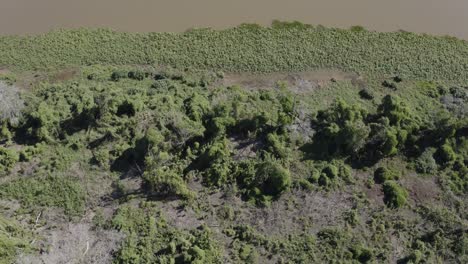 Aerial-shot-of-recovering-Pantanal-after-fires,-vegetation-taking-over-dead-trees-at-river-edge