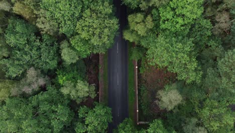 White-cars-driving-on-overgrown-forested-country-road,-overhead-drone
