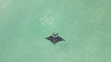 Overhead:-Manta-Ray-slowly-swims-bottom-to-top-in-center-of-frame