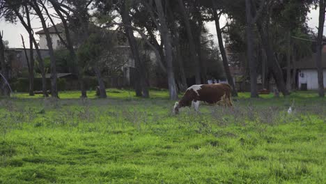 Vaca-En-La-Naturaleza-Comiendo-Hierbas