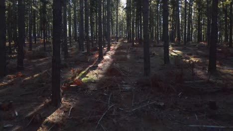 slow-drone-push-in-through-pine-forest-with-light-flares