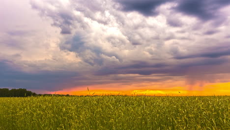 Zeitrafferaufnahme-Eines-Wehenden-Gelben-Weizenfeldes-Bei-Wunderschönem-Sonnenuntergang-Am-Horizont-Und-Mystisch-Fliegenden-Wolken-Am-Himmel