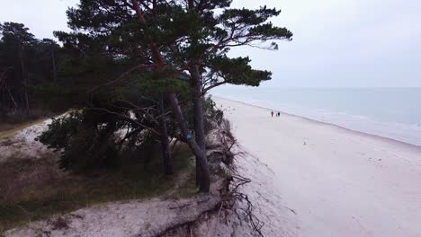 Aerial-view-of-Baltic-sea-coastline-at-Bernati-beach-in-Latvia,-dense-coastal-pines-and-the-white-sand-beach,-sea-erosion-affected-coastline,-ascending-wide-angle-establishing-drone-shot