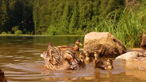 Mallard-female-with-little-ducklings-in-a-living-nature-in-a-lake-on-a-sunny-day