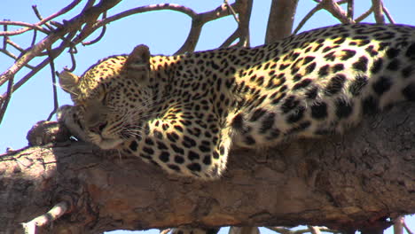 Leopardo-Durmiendo-En-La-Rama-De-Un-árbol,-De-Cerca