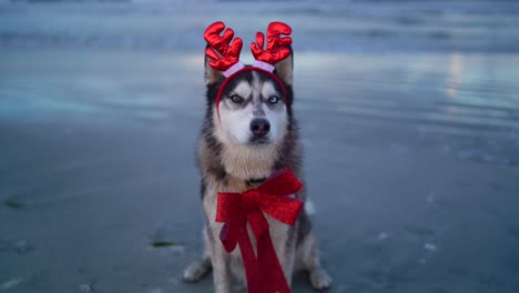Happy-husky-dog-with-a-carnival-horn-and-red-bow-on-the-beach