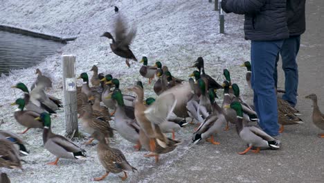 A-couple-feeding-Mallard-Ducks-in-the-park-on-a-cold-winter-day