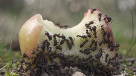 Ant-colony-eating-apple,-gathering-food-for-nest,-insect-closeup