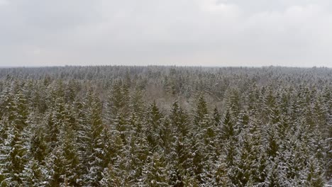 Flying-low-over-a-snow-covered-conifer-tree-wide-forest,-idyllic-place-in-the-winter-season