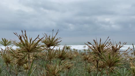 Wild-Grass-Growing-Around-The-Beach-With-Ocean-Waves-In-Summer-At-Yogyakarta,-Indonesia