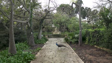 Peacocks-Walking-on-Stone-Path-Near-Fountain-in-The-San-Anton-Gardens-in-Attard