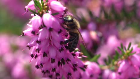 Aggressive-Biene-Sammelt-Pollen-Einer-Hübschen-Rosa-Blume-Im-Sonnenlicht,-Makroansicht