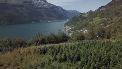 Beautiful-aerial-shot-of-a-fjord-on-a-sunny-day-with-a-farm-of-firs-on-the-riverside