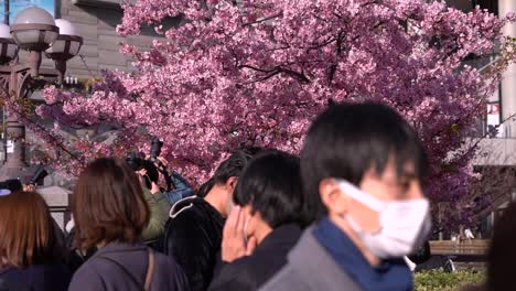 Asiatische-Menschen-Mit-Gesichtsmasken-Gehen-Vor-Typischen-Kirschblütenbäumen-Vorbei