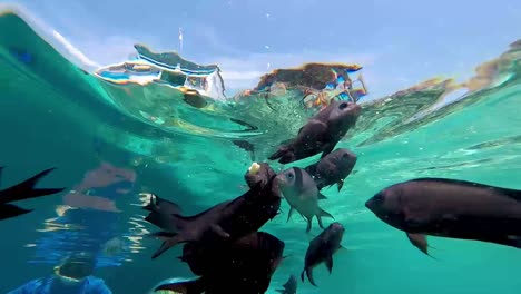 POV-underwater-Snorkeling-in-Komodo-Island-with-small-fishes-swimming-around,-in-Indonesia---Wide-shot