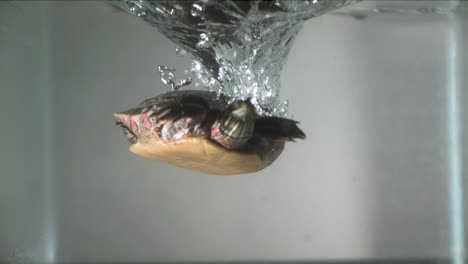 Splashing-in-slow-motion-painted-turtle