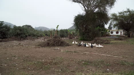 Toma-Estática-De-Una-Bandada-De-Patos-Descansando-En-Una-Granja-En-Pachacamac,-Lima,-Perú