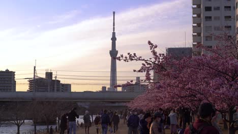 Viele-Menschen-Versammelten-Sich,-Um-Während-Der-Koronapandemie-Die-Sakura-Kirschblüten-Zu-Betrachten