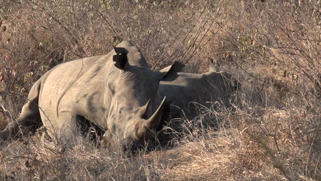 Close-view-of-female-white-rhino-resting-with-calf-and-flapping-ears