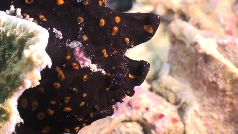 Schwarzer-Anglerfisch-Mit-Leuchtend-Orangefarbenen-Flecken-Aus-Nächster-Nähe-Am-Korallenriff