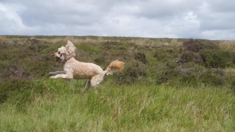 Slow-mo-of-dog-running-and-jumping-vegetation-on-top-of-Stanage-Edge,-Sheffield,-Peak-District,-England-and-a-cloudy-day-in-June