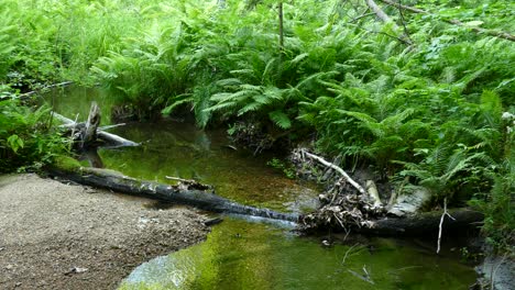 Vorderansicht-Eines-Kleinen-Flusses-Mitten-Im-Wald-Mit-Sauberem-Wasser