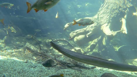 Viele-Verschiedene-Fischarten-Schwimmen-An-Sonnigen-Tagen-Im-Süßwasseraquarium