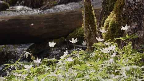 NATURE---Wood-anemone-flowers-next-to-a-stream,-Sweden,-slow-motion-medium-shot