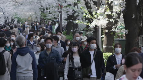 Szene-Von-überfüllten-Menschen-Mit-Maske-Während-Des-Hanami-Festes-Mit-Fallenden-Sakura-Blütenblättern-Inmitten-Einer-Pandemie-In-Tokio,-Japan