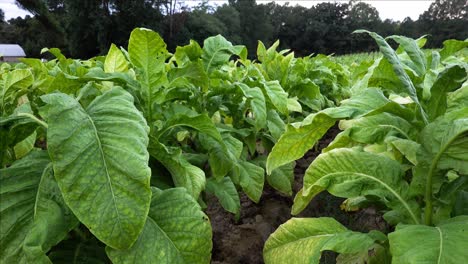 Tobacco-growing-in-a-field-in-southern-Orange-County,-North-Carolina