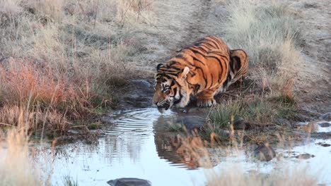 Leuchtendes-Orangefarbenes-Fell-Eines-Bengal-Tigers,-Der-Wasser-Aus-Einem-Schlammigen-Teich-Trinkt