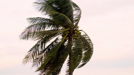 Eine-Kokospalme,-Die-Im-Wind-Weht,-Vor-Einem-Himmelshintergrund