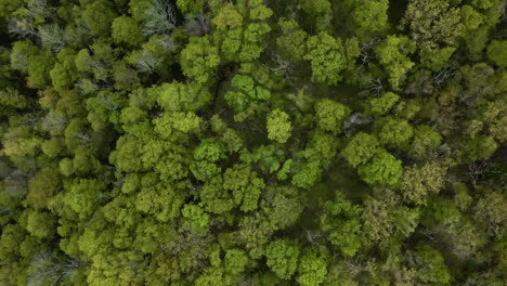 Aerial-top-down-showing-treetops-of-beautiful-greened-woodland-in-Canada-in-Summer