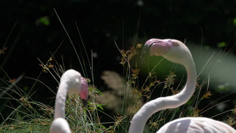 Romantisches-Paar-Flamingos,-Die-An-Sonnigen-Tagen-Im-Freien-Kuscheln-Und-Küssen,-Nahaufnahme