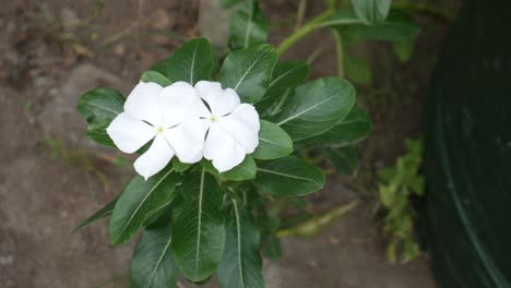 Weißer-Catharanthus-Roseus-Blumenhintergrund-Blattgrün