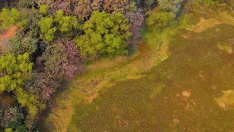 Aerial:-top-down-view-of-trees-in-autumn-in-wetland-environment