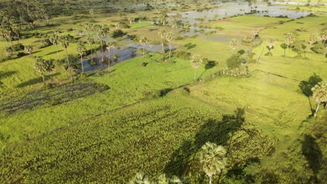 Leuchtend-Grünes-Reisfeld-In-Südostasien,-Das-In-Der-Späten-Nachmittagssonne-überschwemmt-Ist-Und-Schatten-Auf-Die-Palmen-Wirft