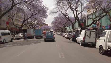 Traffic-drives-along-street-lined-with-jacarandas-in-full-bloom,-motion-shot