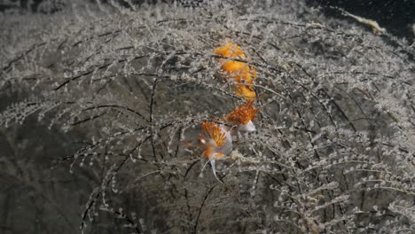 Meereswissenschaftliche-Beobachtung-Der-Nacktschneckenart-Sakuraeolis,-Die-Sich-Unter-Wasser-Von-Einem-Hydroidkraut-Ernährt