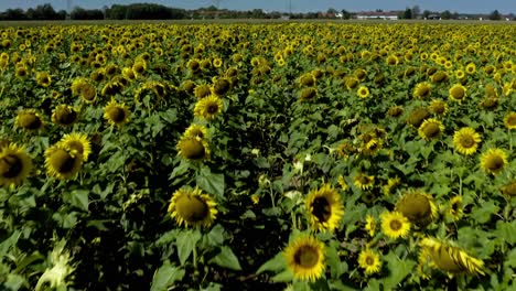 Sunflowers-everywhere---flight-in-low-height-over-a-field-full-of-blooming-sunflowers-with-a-tilt-up-camera-swipe-to-the-horizon-and-blue-sky