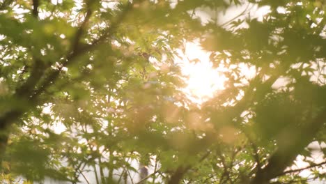 Blätter-Auf-Den-Bäumen-Mit-Sonnenlinsen-Flare-Hintergrund,-Seitlich-Weicher-Fokus-Bokeh-Schuss