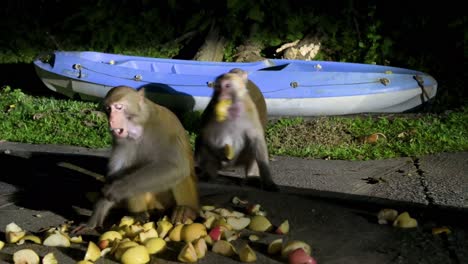 A-family-of-Rhesus-monkeys,-formally-known-as-the-Rhesus-Macaque,-are-seen-being-fed-apples-at-Shing-Mun-park-in-Hong-Kong