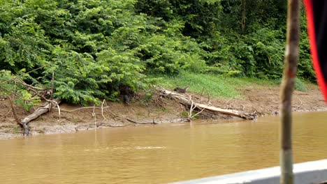 Eine-Otterfamilie,-Die-Am-Rande-Des-Kalimantan-Flusses-In-Borneo-Läuft,-Stockvideos-Zu-Wildtieren